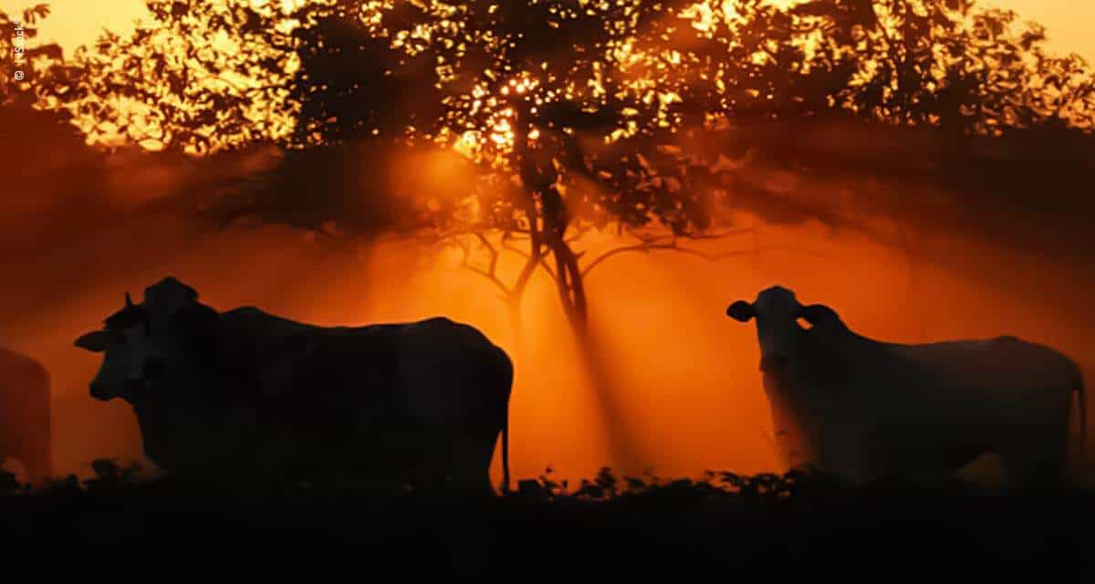 Programa de Eficiência de Carcaça da Minerva Foods, Phibro Animal Health e Biogénesis Bagó, já reúne mais de 600 pecuaristas