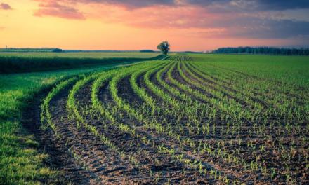 BB Seguros lança plataforma exclusiva para a cadeia produtiva do agronegócio