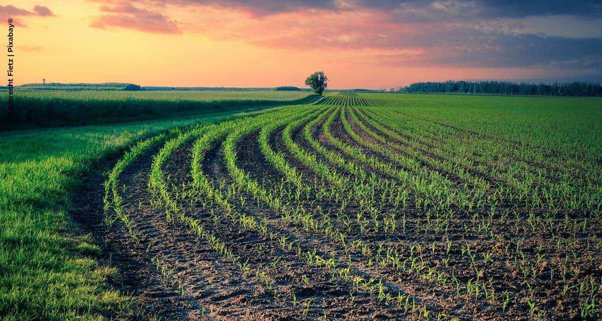 BB Seguros lança plataforma exclusiva para a cadeia produtiva do agronegócio