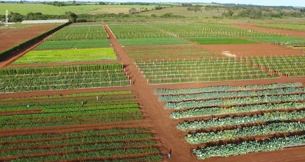 Dia de Campo da Agristar será online e trará novidades para a horticultura