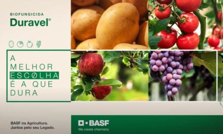 Novo biofungicida da BASF permite controle de doenças em frutas e hortaliças