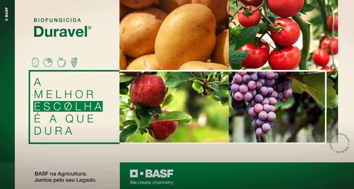 Novo biofungicida da BASF permite controle de doenças em frutas e hortaliças