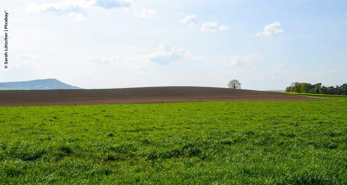 Bayer recompensará agricultores que gerarem créditos de carbono a partir de práticas agrícolas sustentáveis