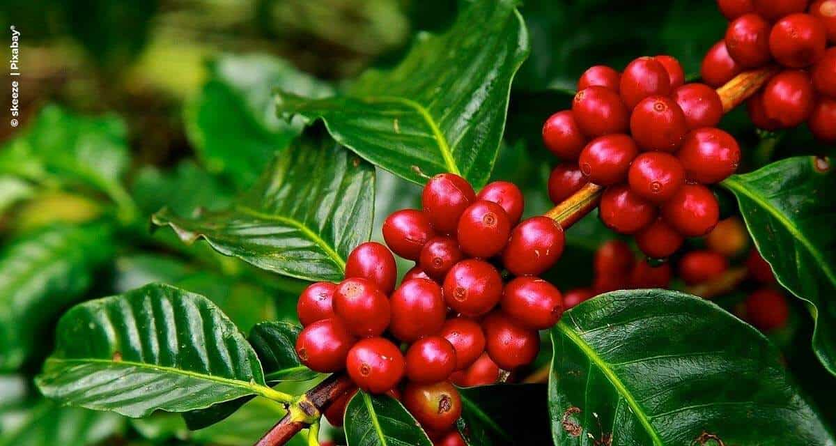 Após um ano de recorde nas exportações, perspectivas para o café brasileiro são de crescimento na produção, na produtividade e no consumo doméstico