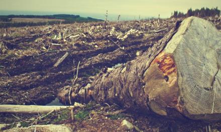 Empresários cobram medidas efetivas de combate ao desmatamento ilegal