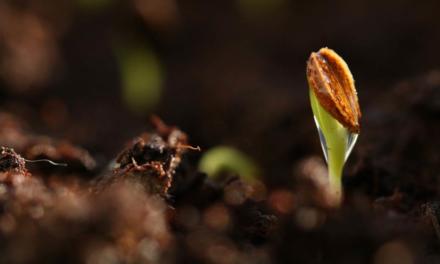 Tecnologia melhora plantabilidade das sementes e traz nutrientes essenciais ao desenvolvimento inicial do milho