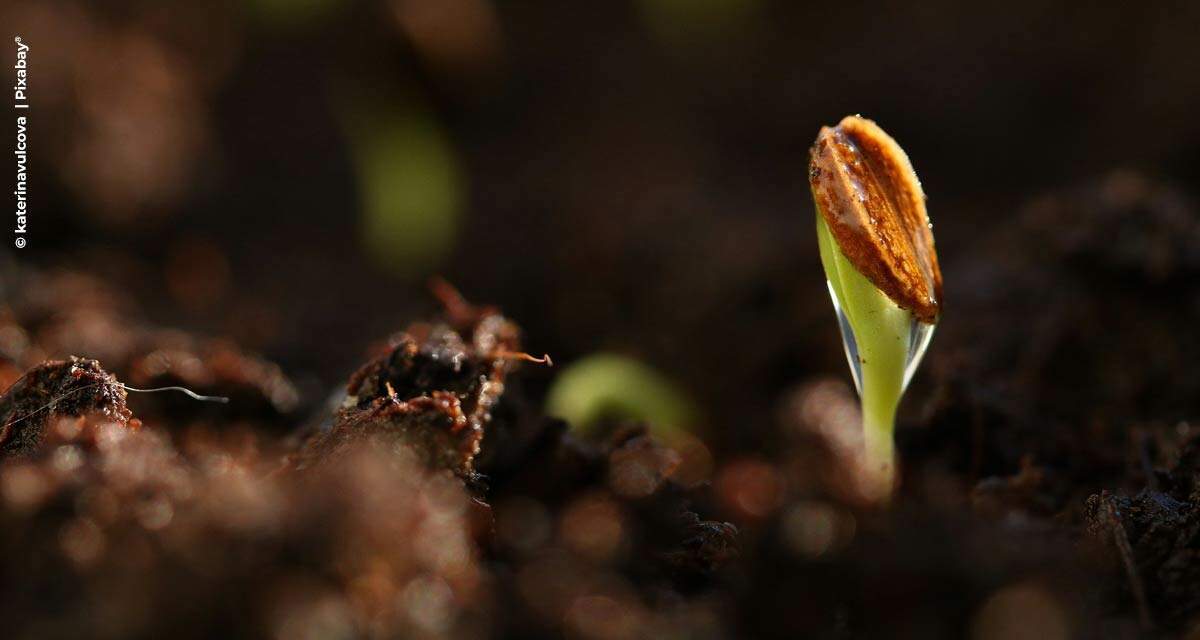 Tecnologia melhora plantabilidade das sementes e traz nutrientes essenciais ao desenvolvimento inicial do milho