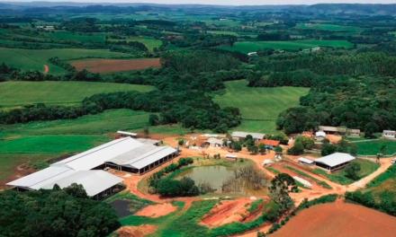 Estância Shalom apresenta case de alta produtividade baseado em plano de nutrição para bezerros