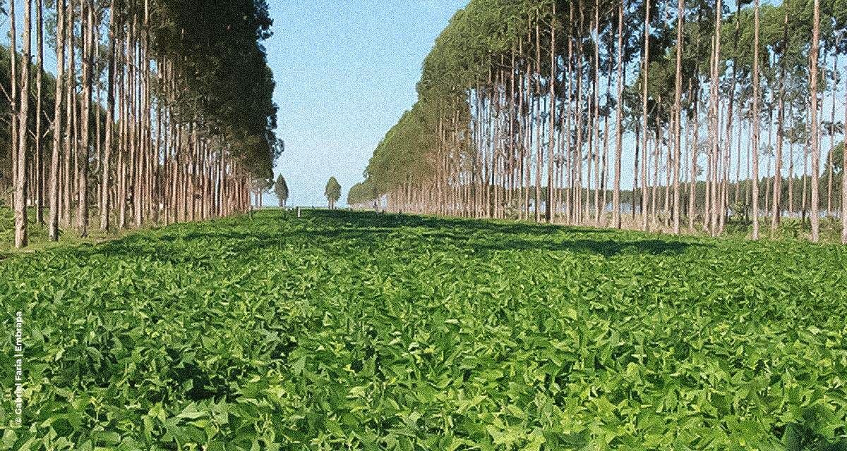 Embrapa e Bayer estabelecem cooperação para apoiar mercado de carbono para agricultura