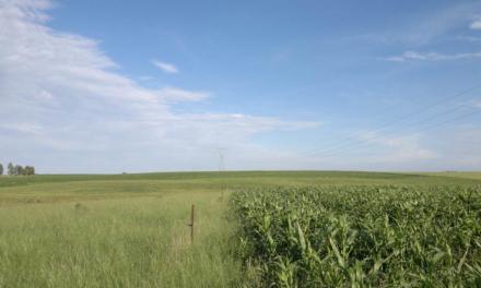 Método de controle do capim-annoni consegue aumentar produtividade da pecuária no campo