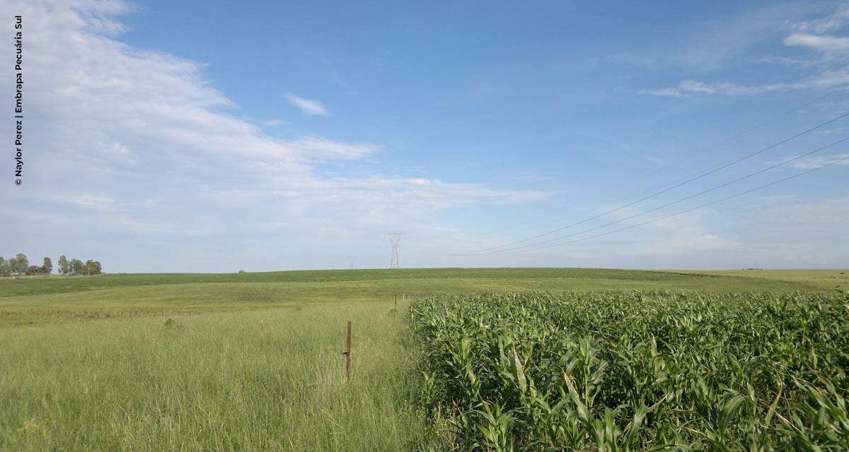 Método de controle do capim-annoni consegue aumentar produtividade da pecuária no campo