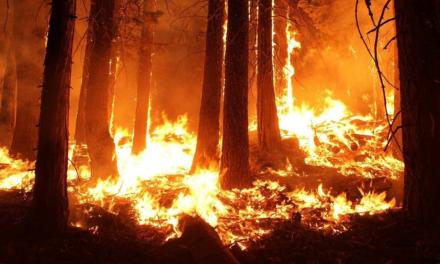 Equipamento detecta e soa alarme para incêndios florestais