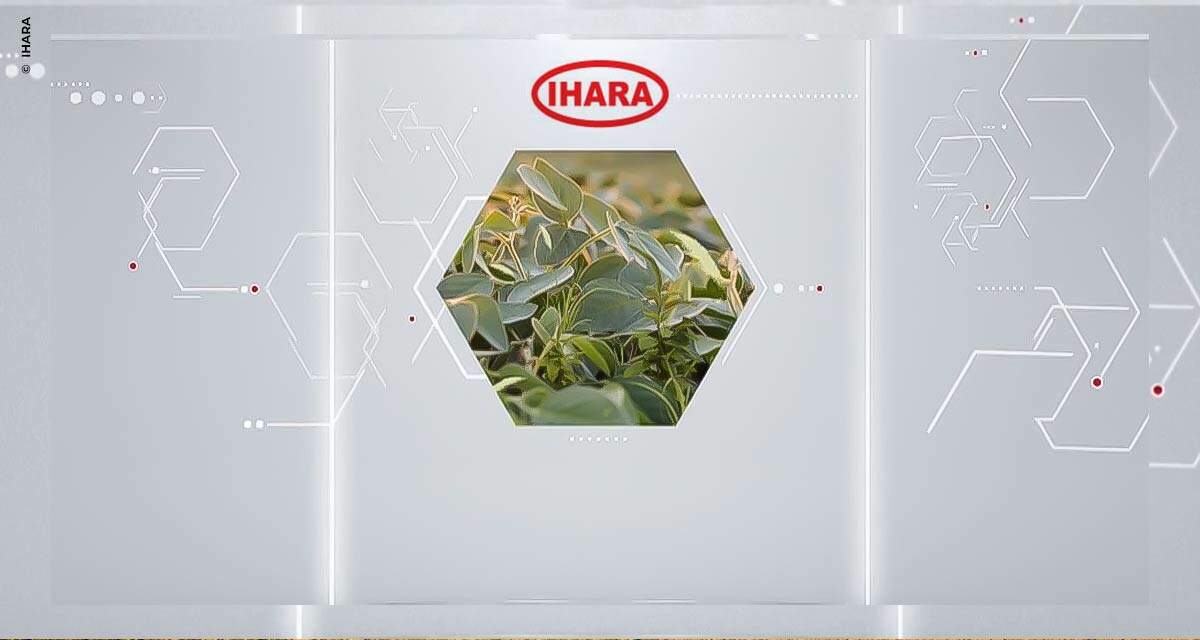 Circuito Digital IHARA democratiza o conteúdo digital e leva informação para agricultores de mais de 10 diferentes cultivos