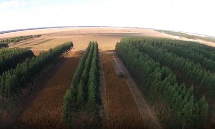 Agricultura integrada à floresta – Solução tecnológica inédita mensura sustentabilidade ambiental no campo