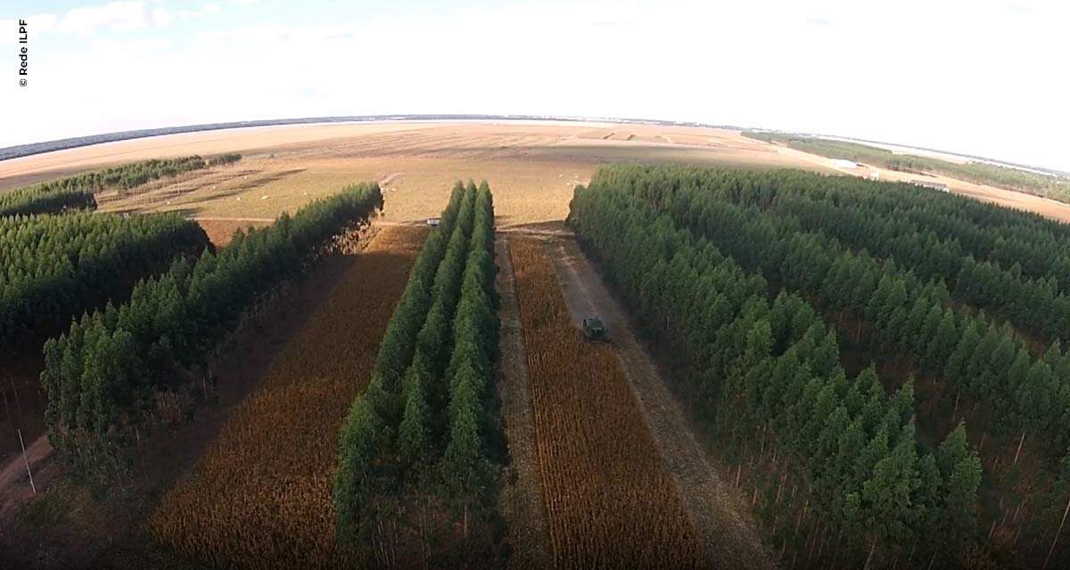 Agricultura integrada à floresta – Solução tecnológica inédita mensura sustentabilidade ambiental no campo
