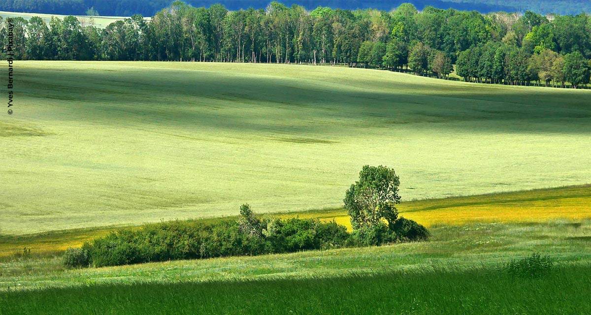 A questão ambiental será mina de ouro ao agro