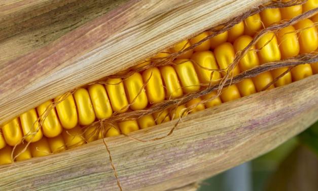 Reunião de validação apresenta proposta para Zoneamento Agrícola de Risco Climático (Zarc) do milho no Amazonas