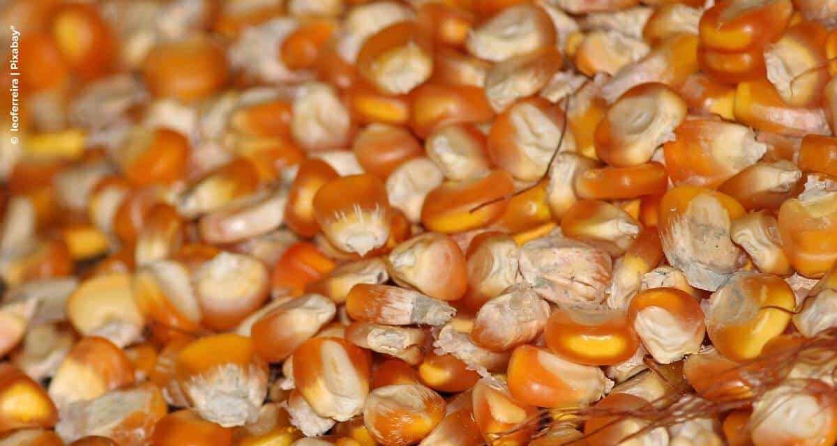 Bayer alerta para a importância do manejo preventivo em grãos armazenados