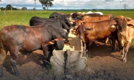 Com suplementação estratégica, Fazenda Matinha em Goiás consegue rápida terminação a pasto e maior lucratividade