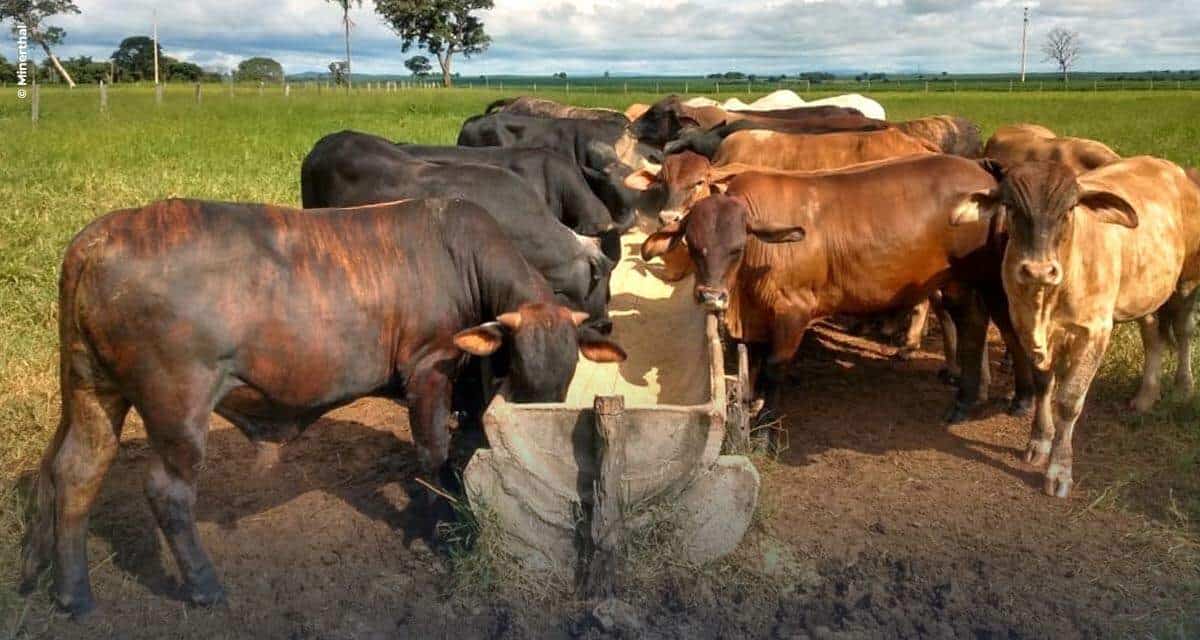 Com suplementação estratégica, Fazenda Matinha em Goiás consegue rápida terminação a pasto e maior lucratividade