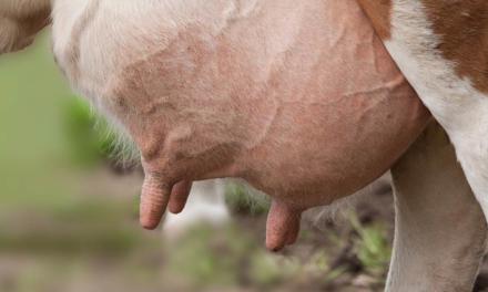 MSD Saúde Animal lança hormônio indutor de lactação com descarte zero do leite e da carne