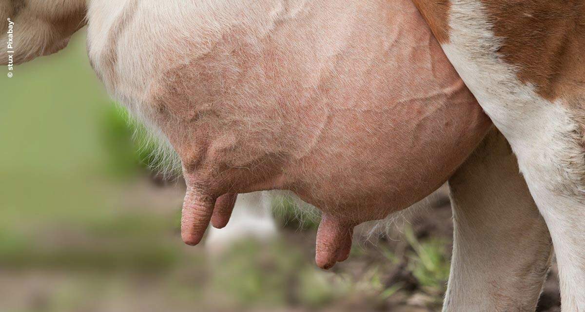 MSD Saúde Animal lança hormônio indutor de lactação com descarte zero do leite e da carne