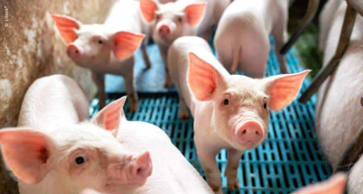 BRF detalha processo de criação de suínos livres do uso de antibióticos promotores de crescimento