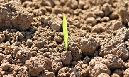 Com Programa Cultivar, Raízen contribui para geração de valor ao agronegócio brasileiro