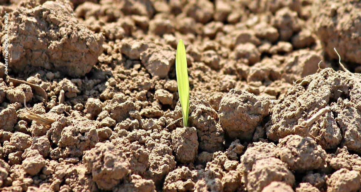 Com Programa Cultivar, Raízen contribui para geração de valor ao agronegócio brasileiro