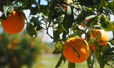 Citricultor tem até o dia 15/07 para informar as inspeções do greening e cancro