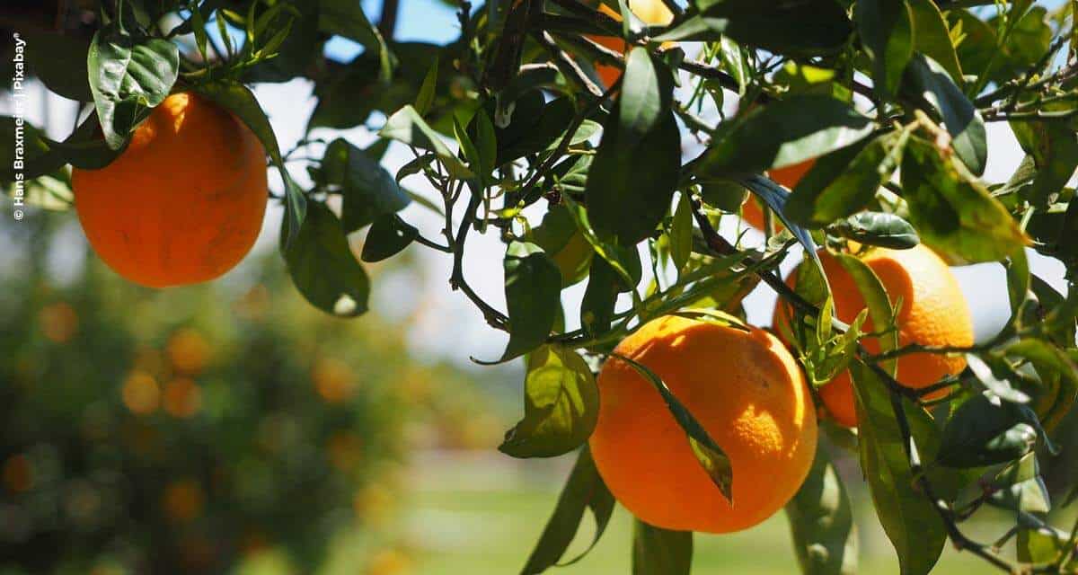 Citricultor tem até o dia 15/07 para informar as inspeções do greening e cancro