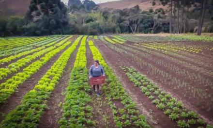 Dia do Agricultor: 6 inovações da Secretaria de Agricultura e Abastecimento para facilitar as atividades deste profissional