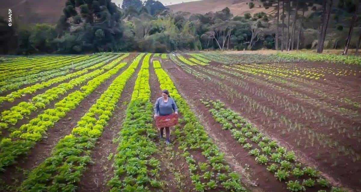 Dia do Agricultor: 6 inovações da Secretaria de Agricultura e Abastecimento para facilitar as atividades deste profissional