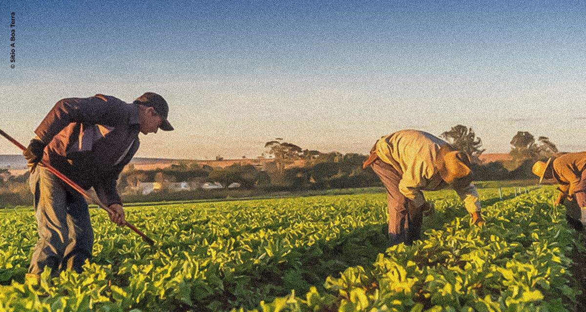 Sítio A Boa Terra apoia projeto de doação de cestas orgânicas