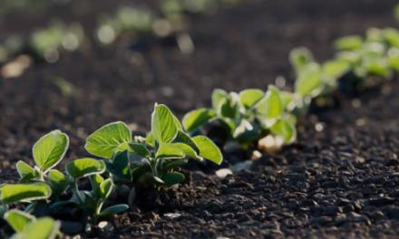 Fertilizante fideliza produtor com benefícios ao solo e aumento da produtividade