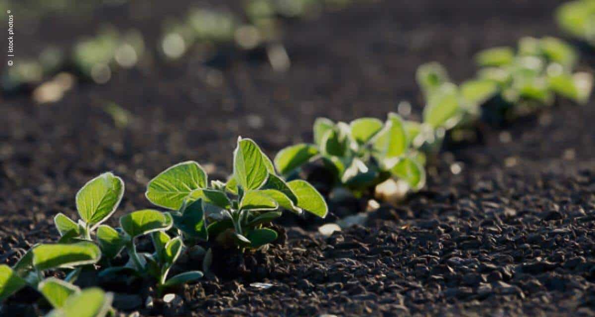 Fertilizante fideliza produtor com benefícios ao solo e aumento da produtividade
