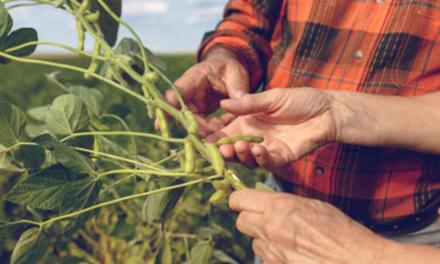 Desafio de Máxima Produtividade de Soja ganha novo indicador de ecoeficiência