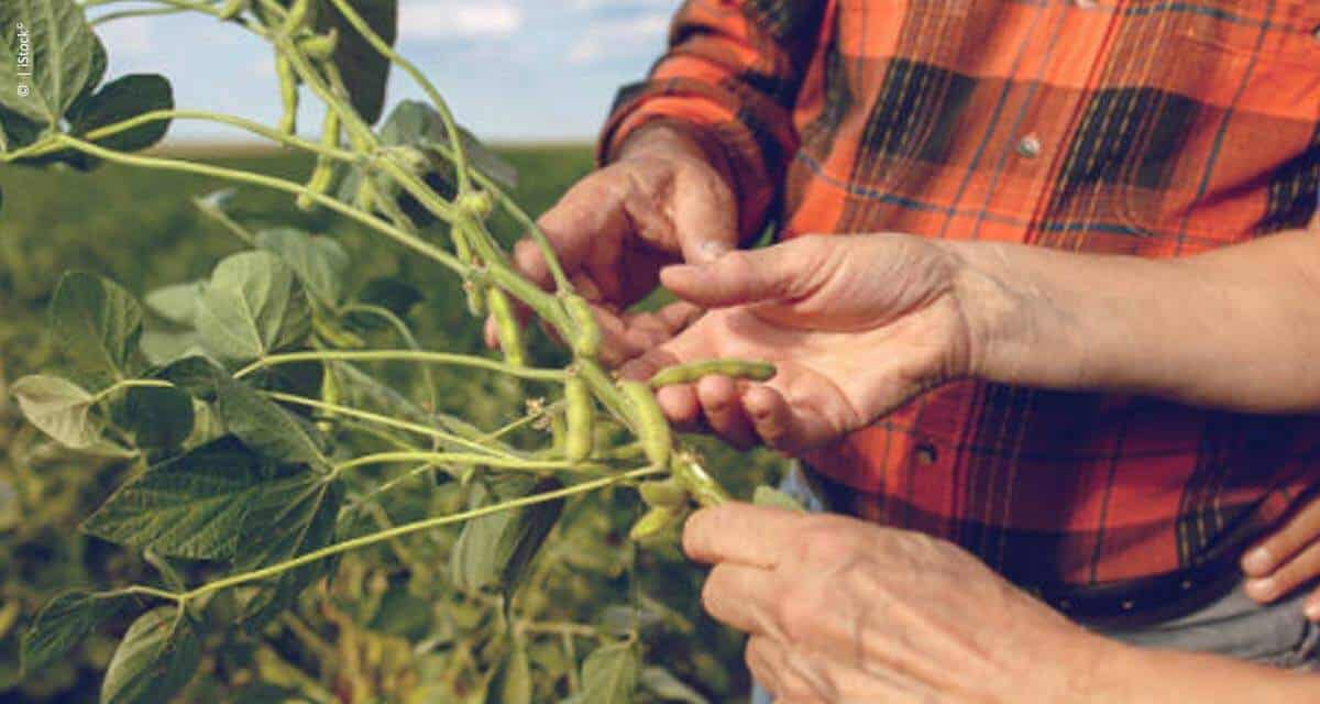 Desafio de Máxima Produtividade de Soja ganha novo indicador de ecoeficiência