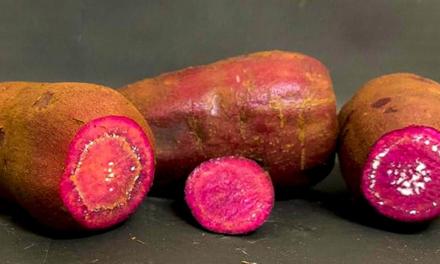 Pesquisas podem revolucionar cultura regional da batata-doce