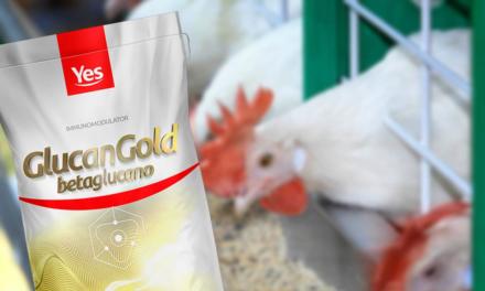 Uso de imunomodulares aumenta eficiência, segurança e rentabilidade na produção avícola