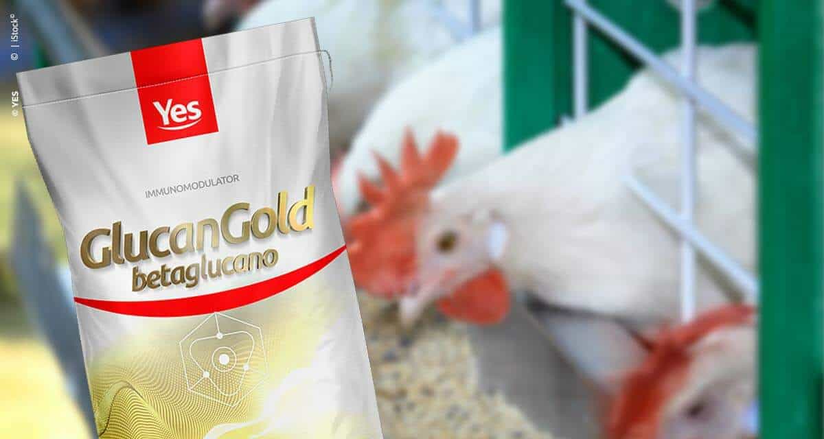 Uso de imunomodulares aumenta eficiência, segurança e rentabilidade na produção avícola