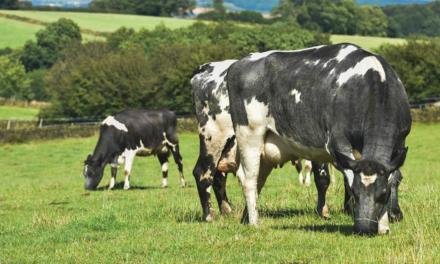 Zoetis lança o mais avançado sistema para monitoramento de vacas leiteiras