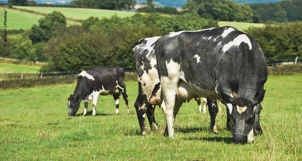 Zoetis lança o mais avançado sistema para monitoramento de vacas leiteiras