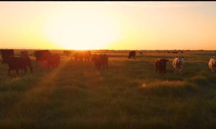 Royal DSM reorganiza negócio de Nutrição e Saúde Animal e reforça seu compromisso sustentável com soluções de menor impacto ambiental