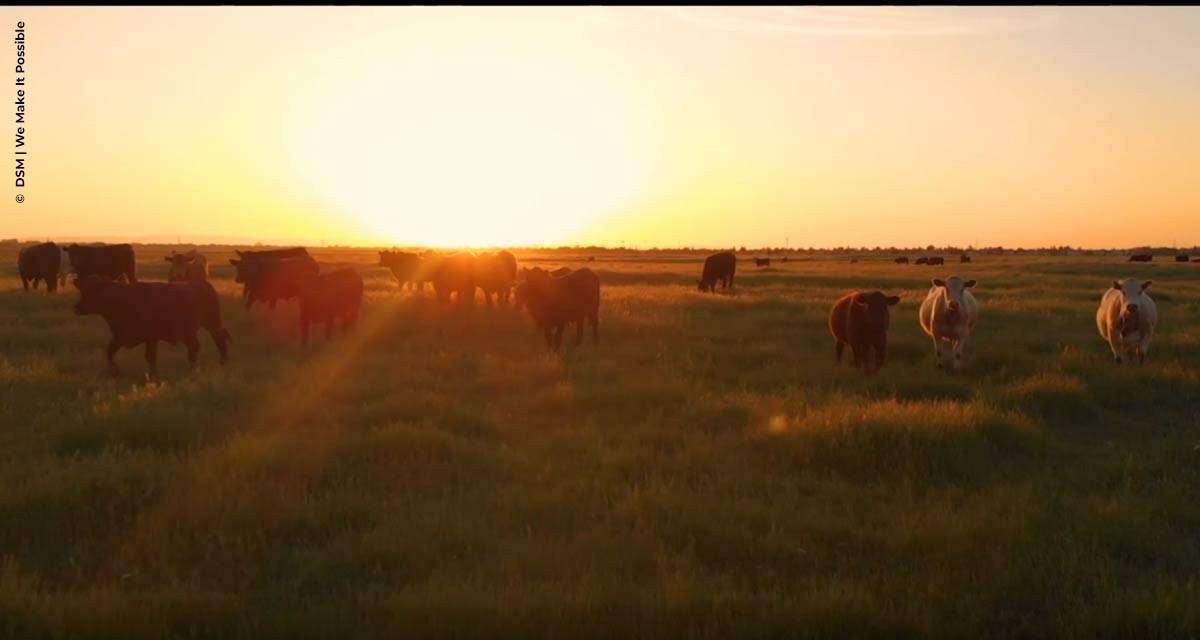 Royal DSM reorganiza negócio de Nutrição e Saúde Animal e reforça seu compromisso sustentável com soluções de menor impacto ambiental