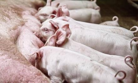 A Topigs Norsvin consolida no mercado brasileiro a matriz TN70