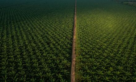 Programa de proteção de reservas florestais da Agropalma garante sobrevivência de 40 espécies ameaçadas de extinção