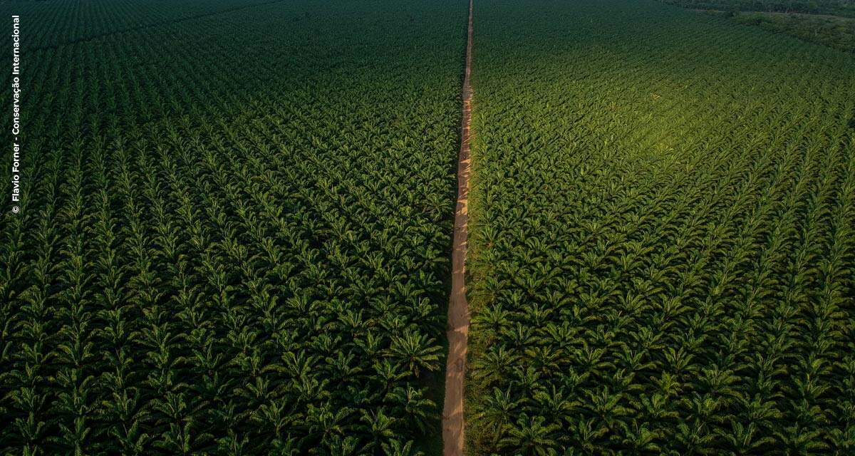 Programa de proteção de reservas florestais da Agropalma garante sobrevivência de 40 espécies ameaçadas de extinção