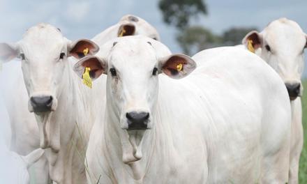 Gestão na pecuária: os benefícios do uso da rastreabilidade individual bovina
