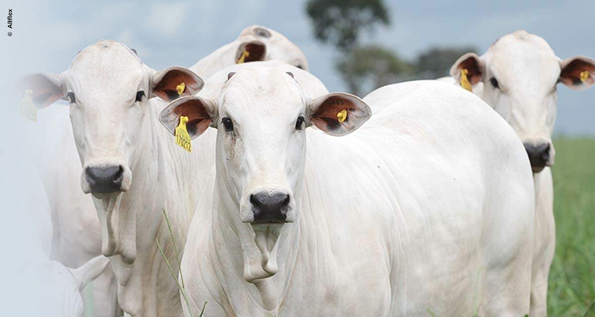 Gestão na pecuária: os benefícios do uso da rastreabilidade individual bovina
